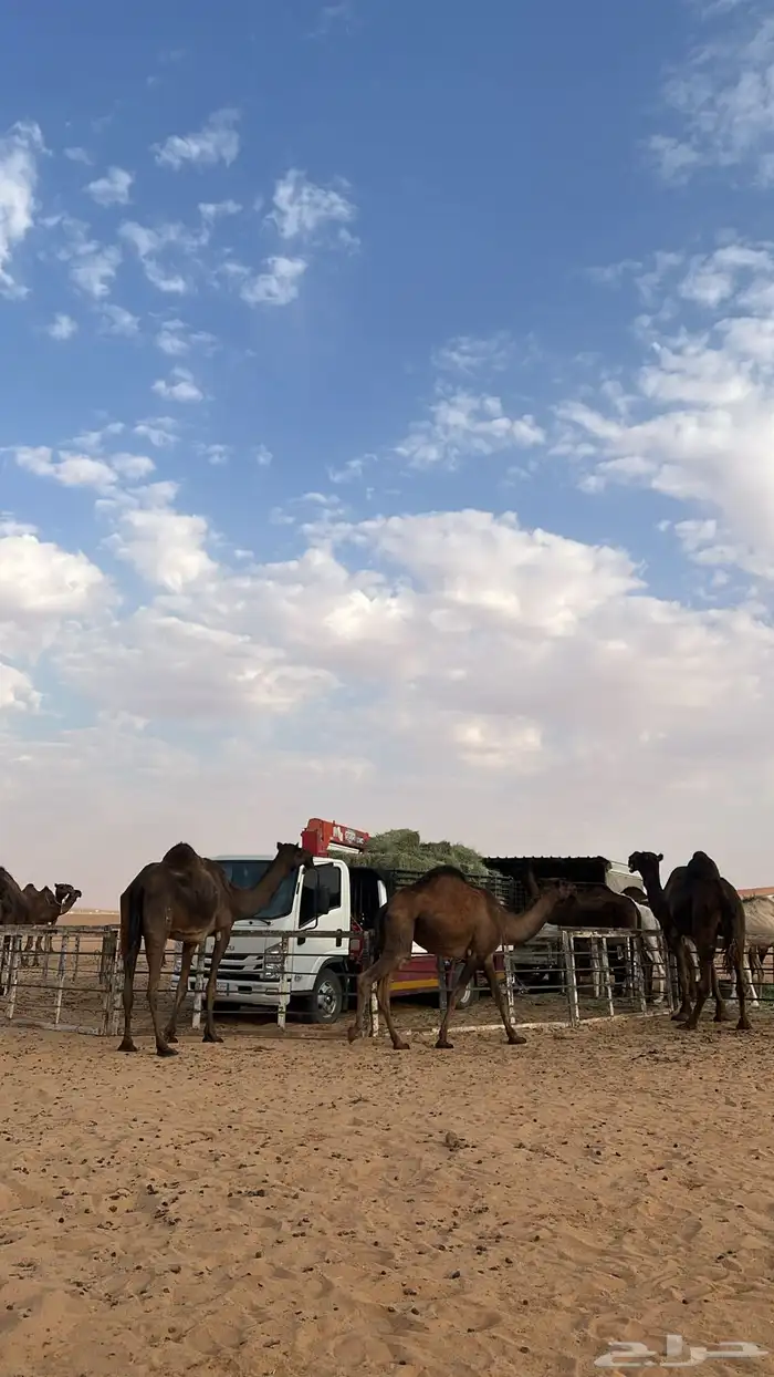 دينا ونش لنقل الابل 0