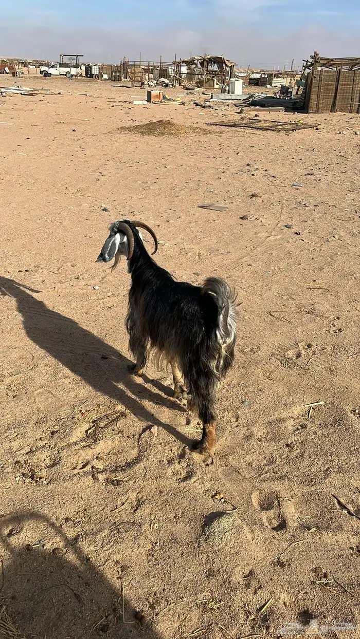 عنز 3