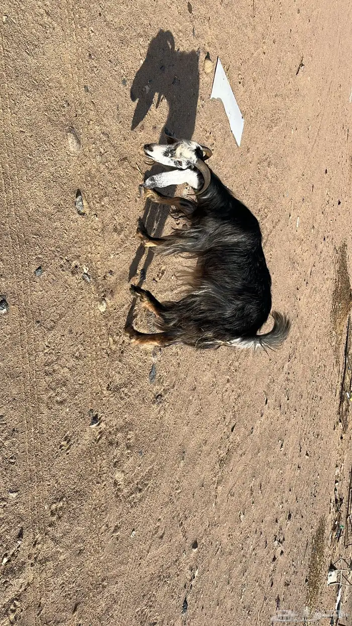 عنز 4