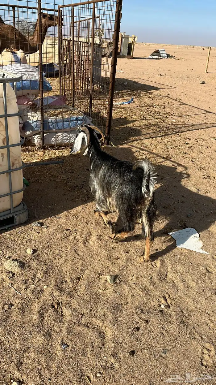 عنز 2
