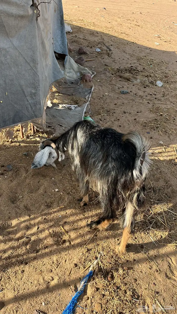 عنز 7