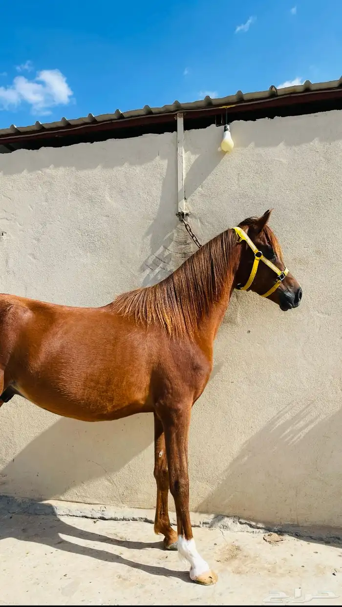 خيل للبيع 0