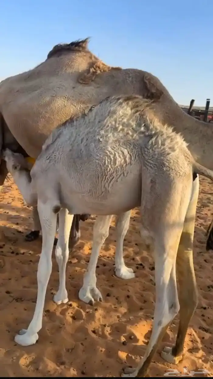 قعدان للبيع 1