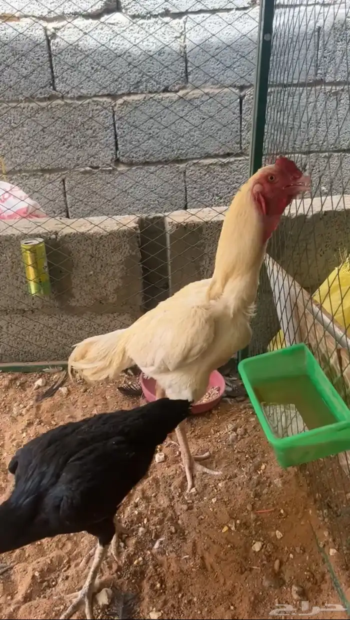 ديك شامو 4