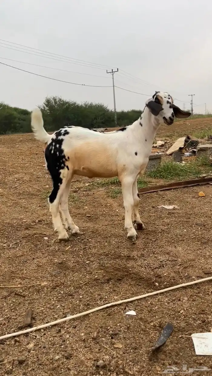 عرض جفره فاخره نادره 1