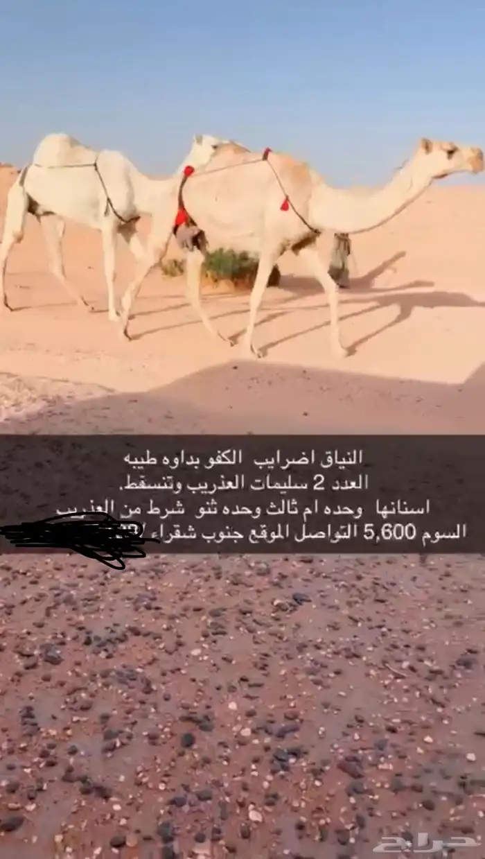 للبيع ضرايب الموقع جنوب شقراء 0
