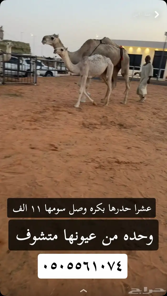 عشرا للبيع تحتها بكره 0