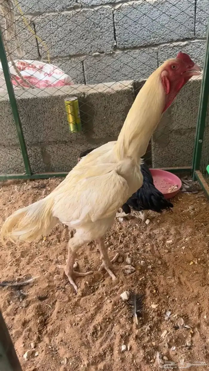 ديك شامو 5
