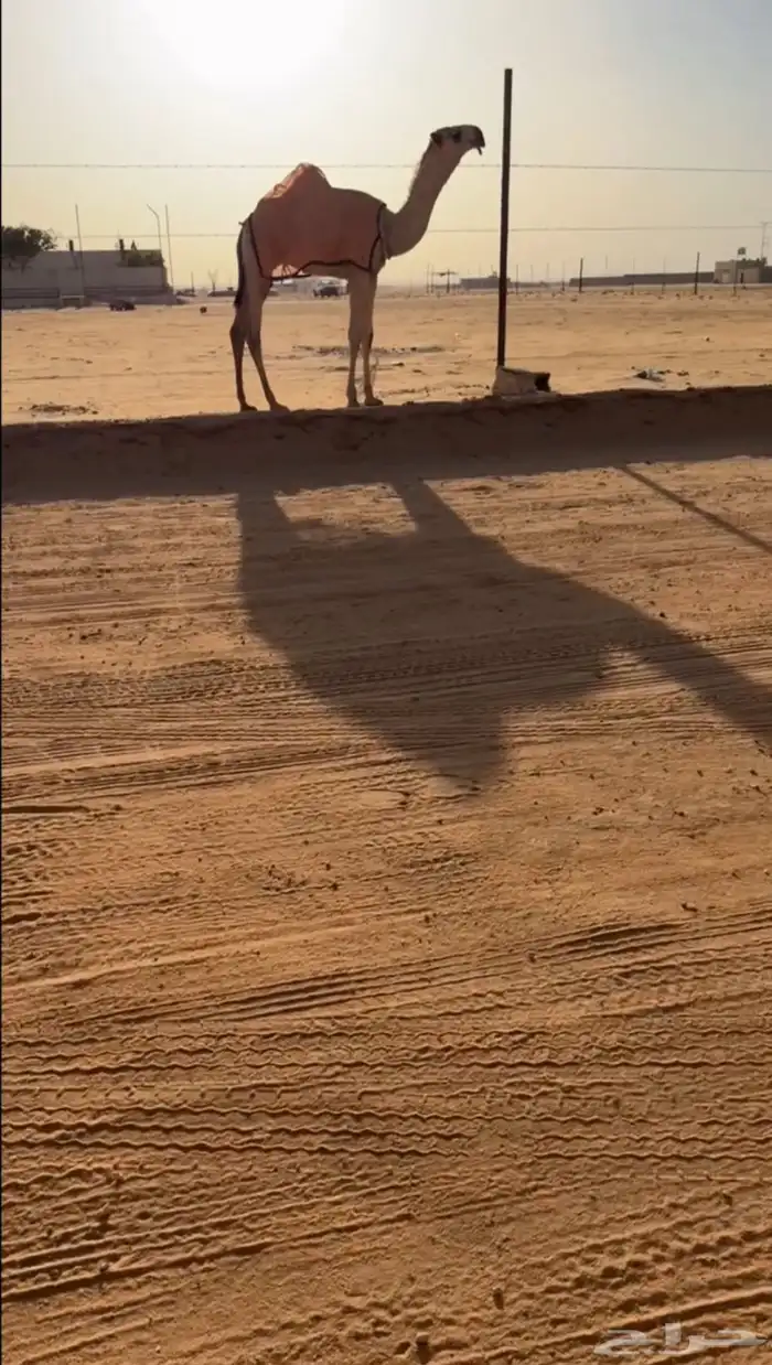قعود فردي 2