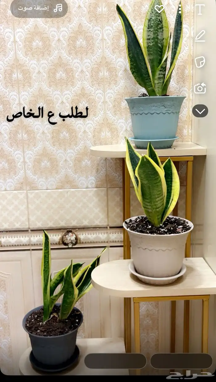 اشجار داخليه تعطي المكان جماليه 3