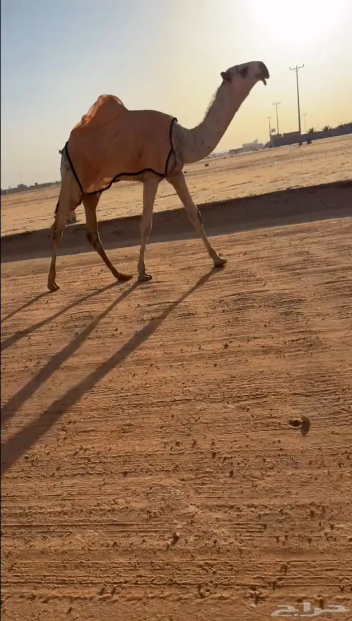 قعود فردي 0