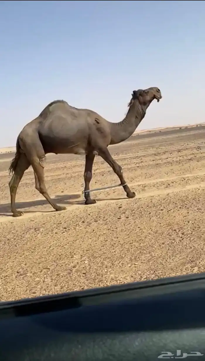 فحل مجهم كفو للبيع سنه ثني 1