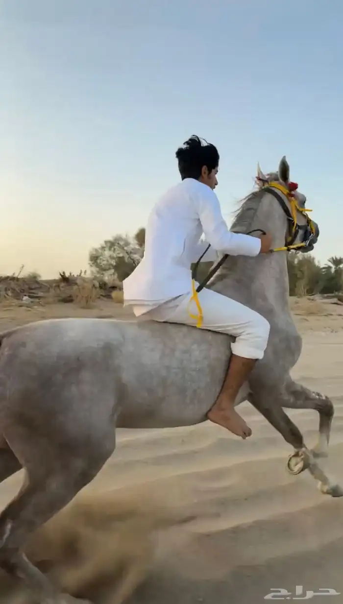 حصان ينافس الواهو 1