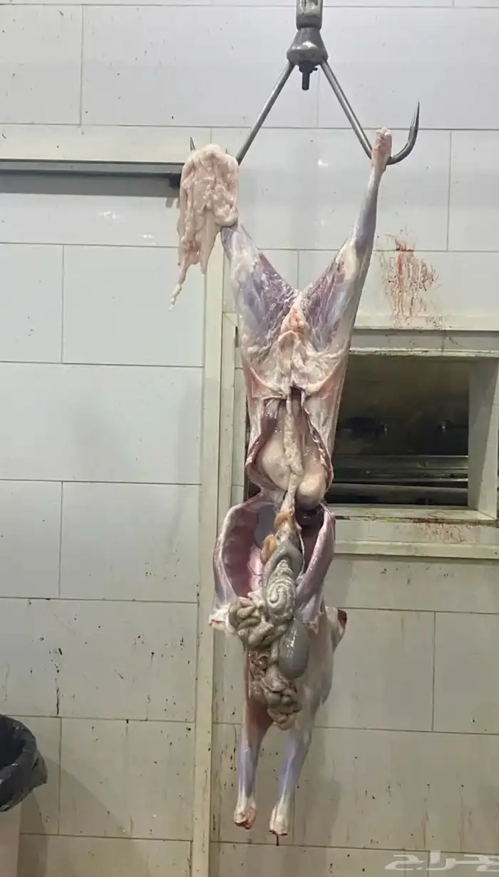 ذبايح شامل السلخ وتوصيل و التكيس وتغليف 1