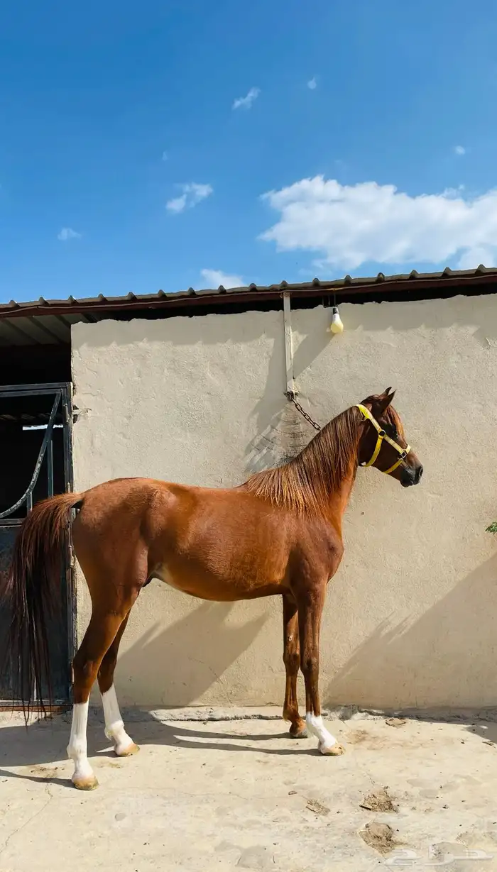 خيل للبيع 1