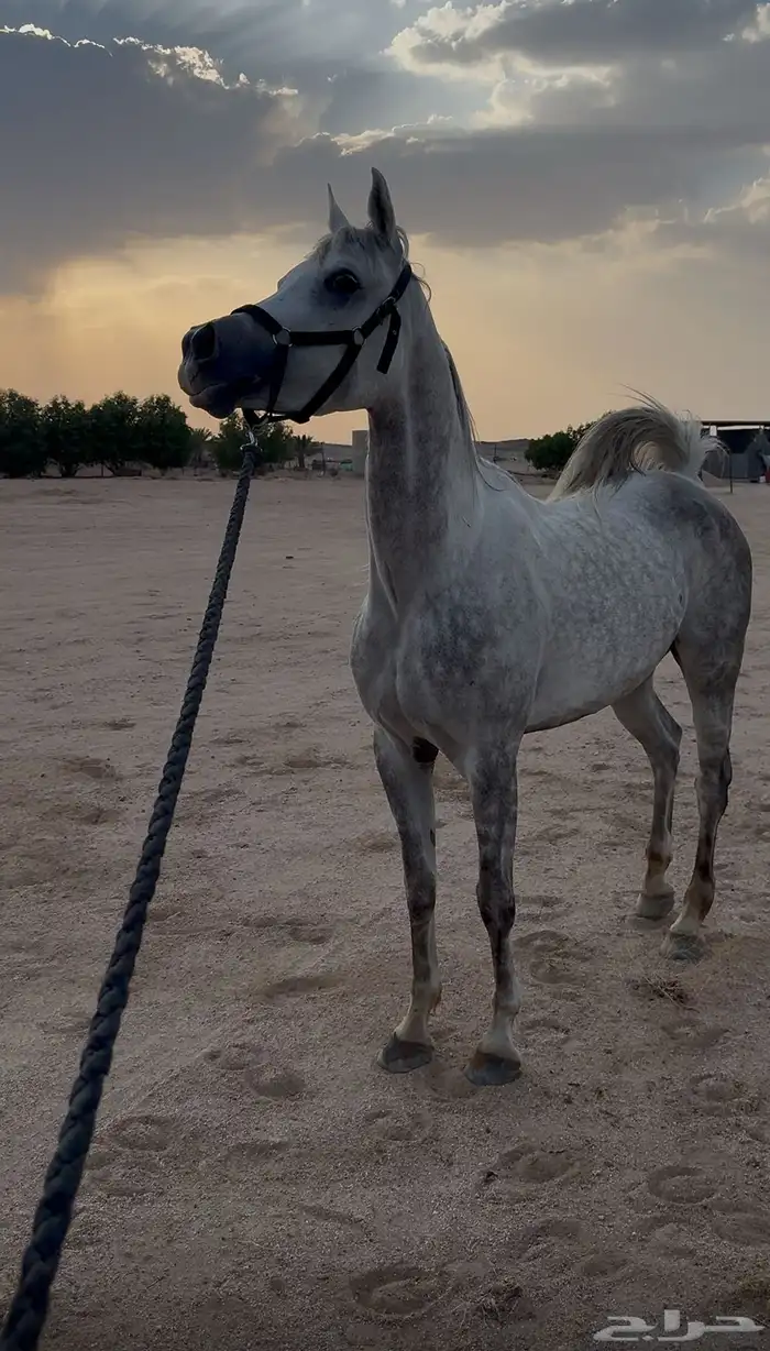 فرس شعبيه 1