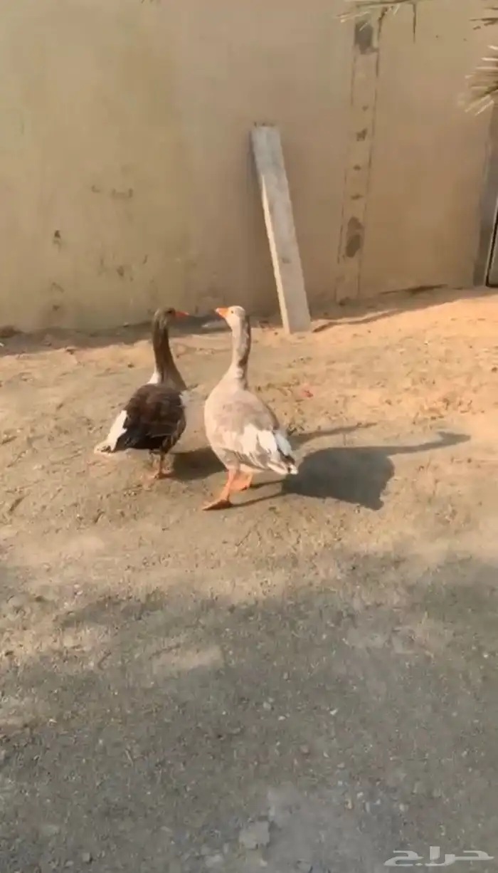 وز طيب وسمين 1