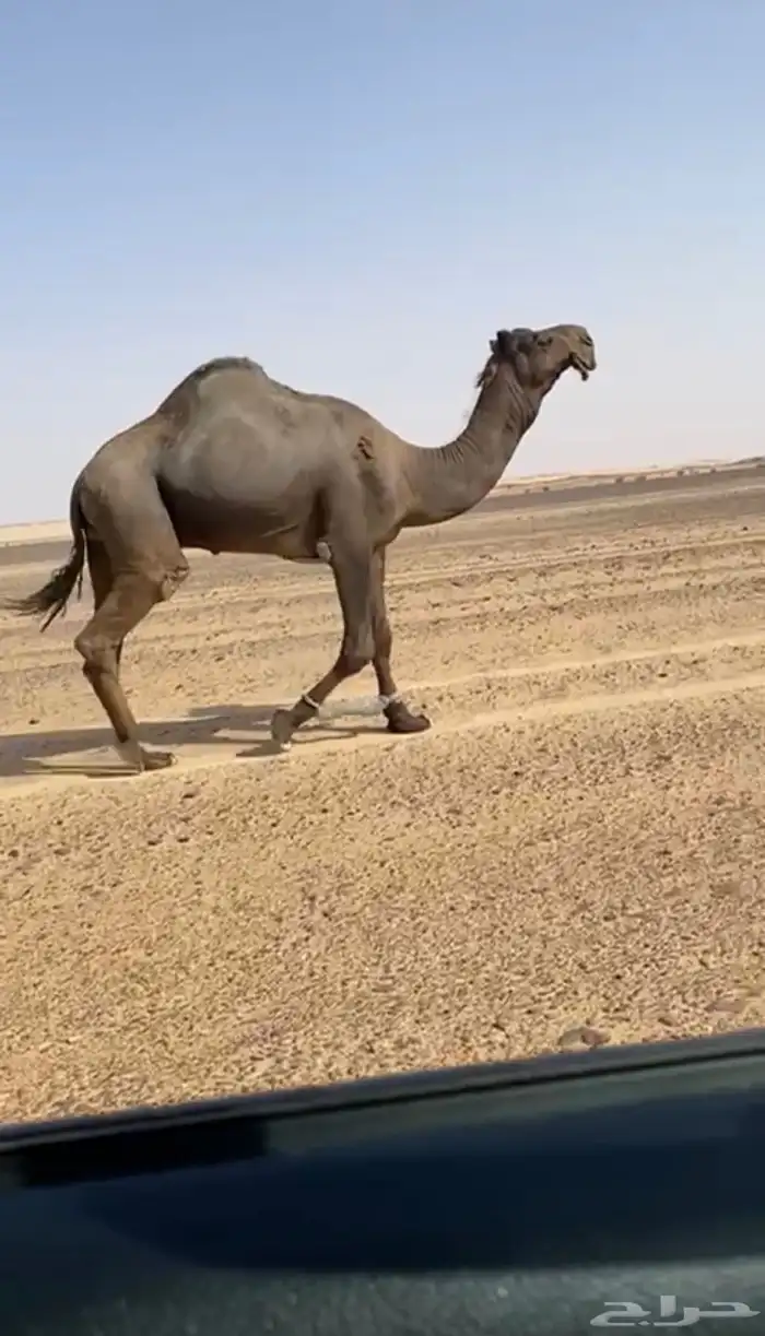 فحل مجهم كفو للبيع سنه ثني 2