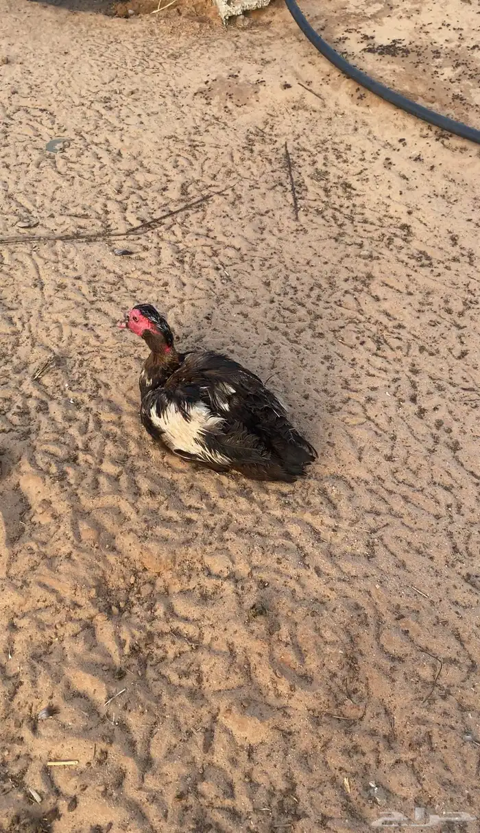 بط مسكوفي مع فروخها 1