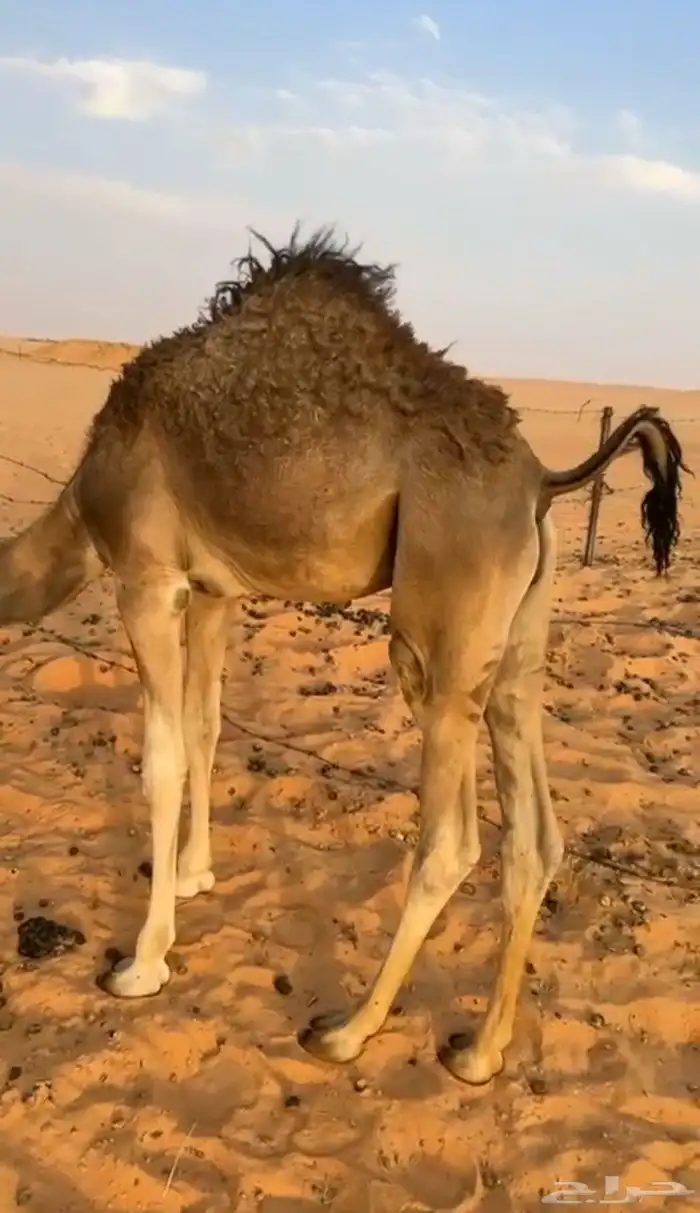 قعدان للبيع 0