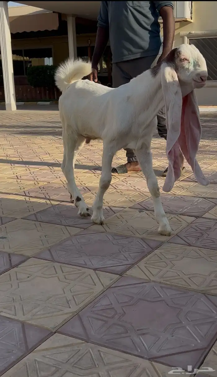 عرض بيع تيس مشروع فحل 0