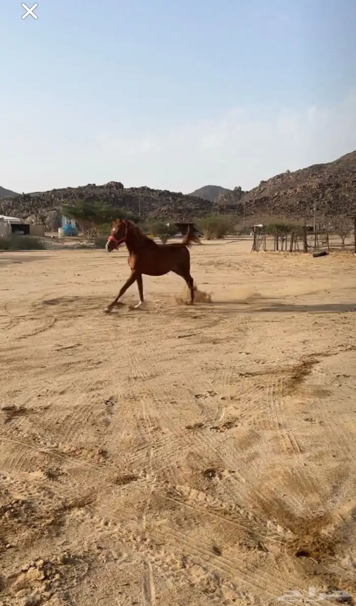 مهر للبيع 1