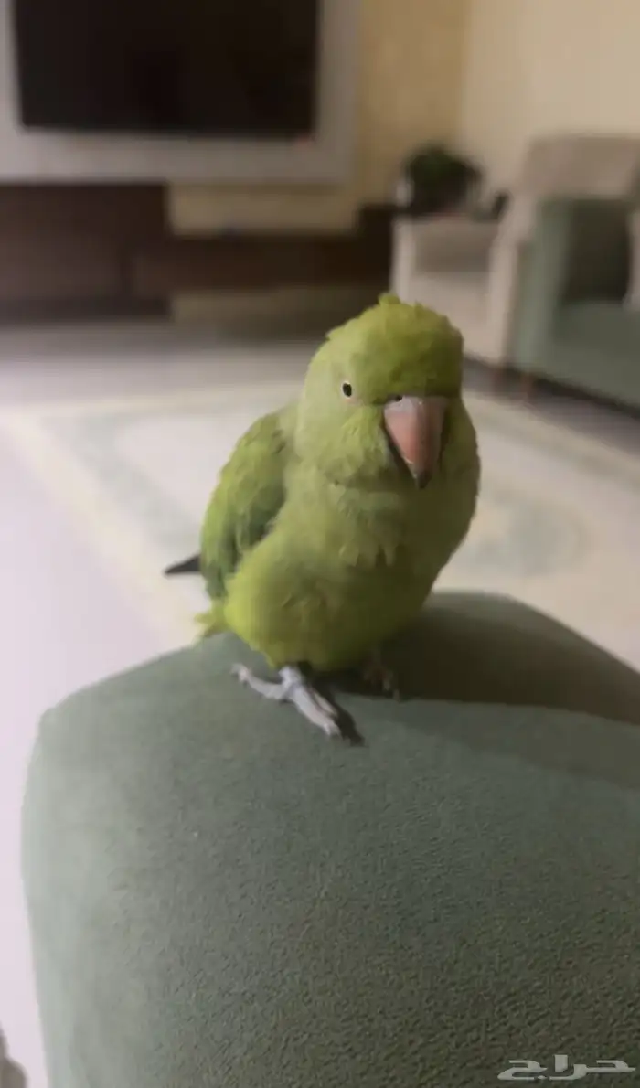 ببغاء دره 0