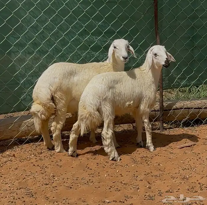 طليان حريات ذبايح 1