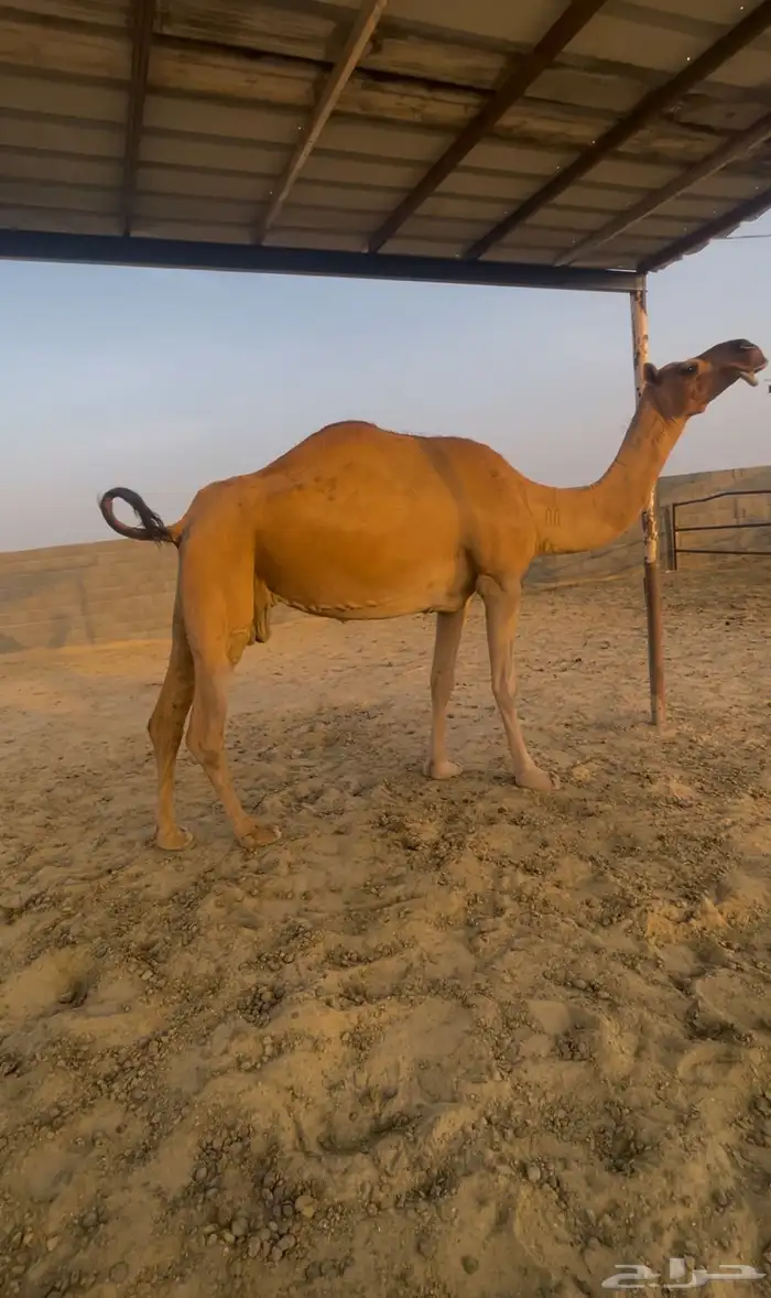 لقحه شقحاء 0