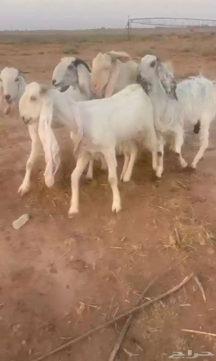 معزاء مشاريك بيض 0