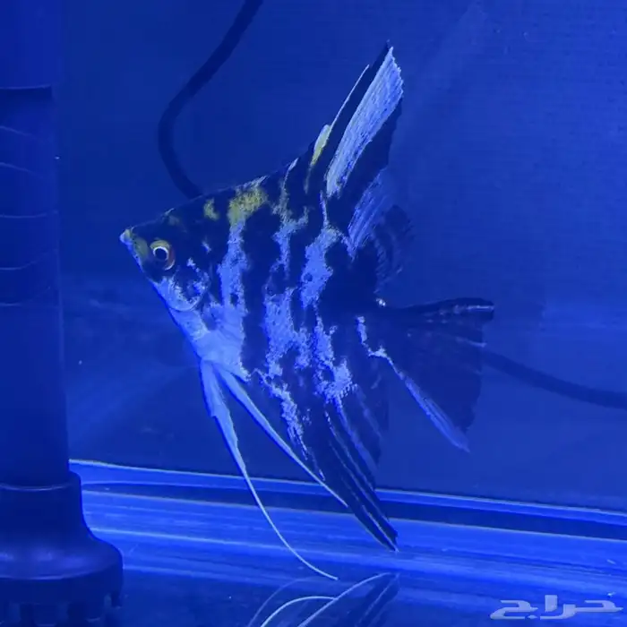 سمكة انجل  angel fish 1