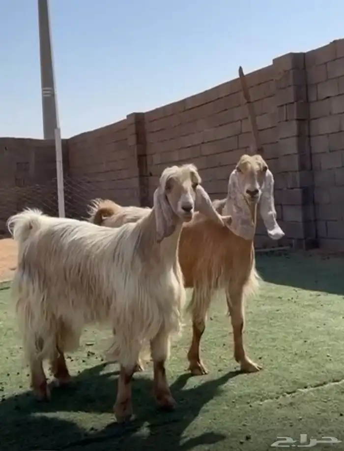 عنزين صفر نواادر 0