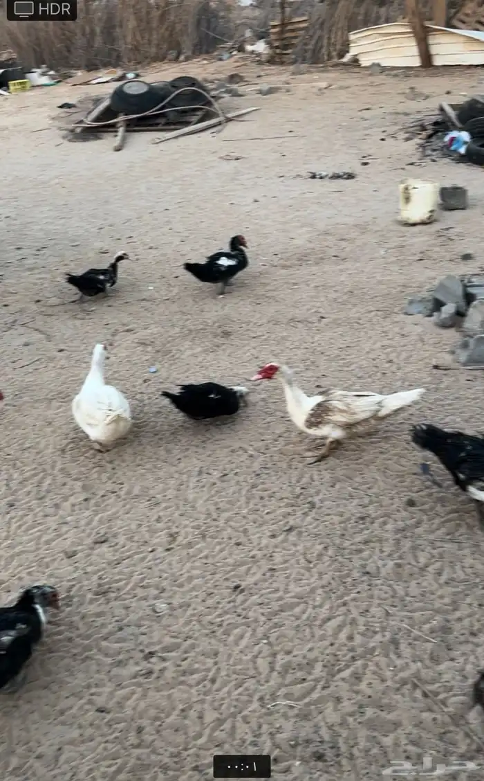 ذكور بط مصري مسكوفي بلدي 0