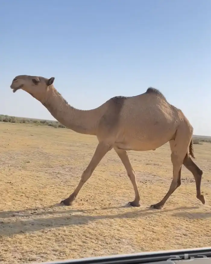 البكار الصفر الثنتين الكفو 2