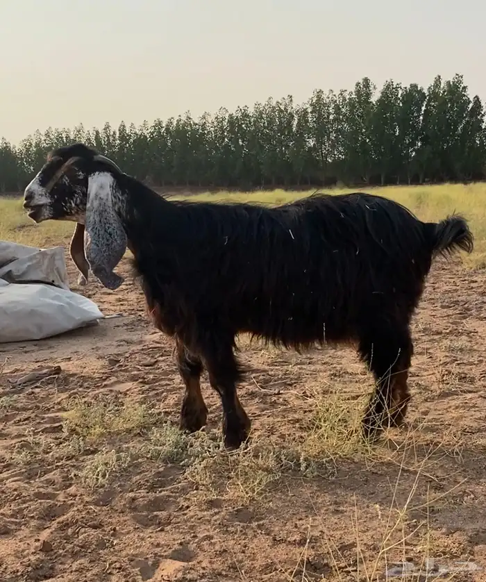 عنز حواء صنف معرفه للبيع 0