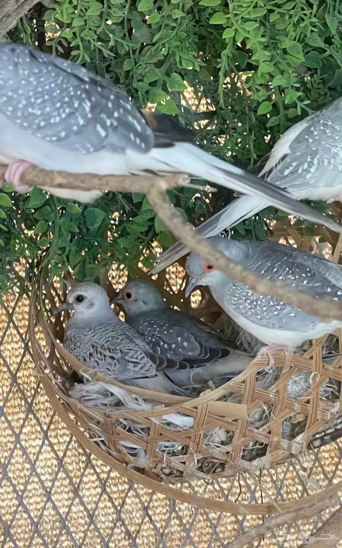 حمام ماسي منتج فواتح 1