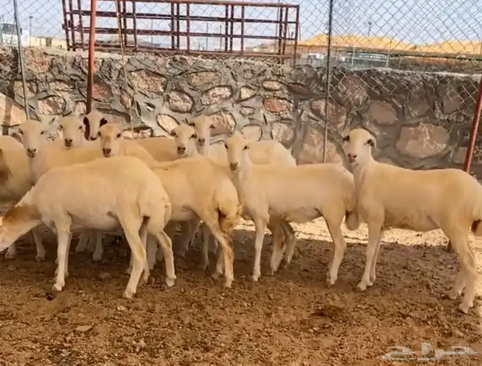 جنوب الطائف 0