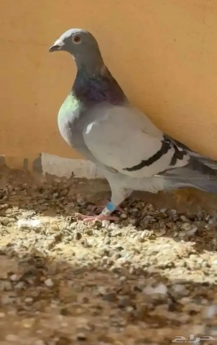 حمام تربة بيت السوم 3