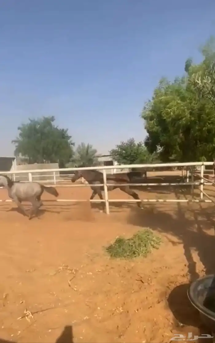 خيل شعبي للبيع 0
