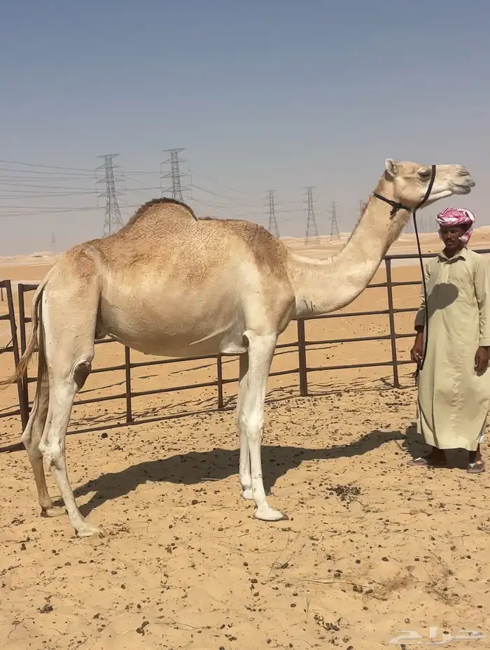 هجن عشرا جاهز للظراب 0