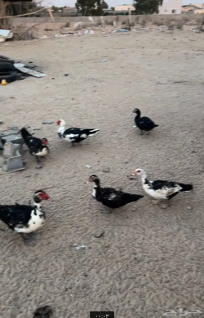 ذكور بط مصري مسكوفي بلدي 1