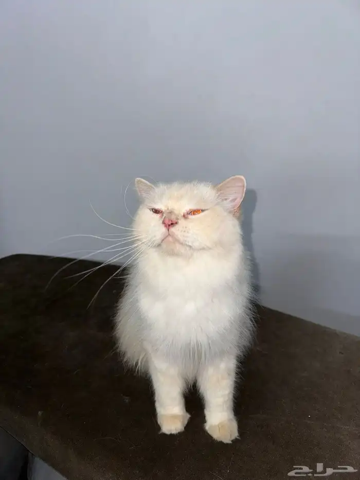 بسس اسكتش لتبني 3