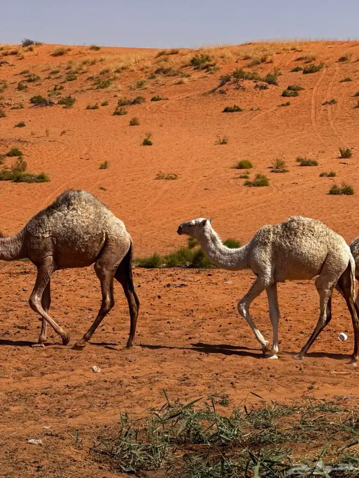 البيع بكره عمره خمس شهور وعشرين يومض سالمه من جميع العذريب 3