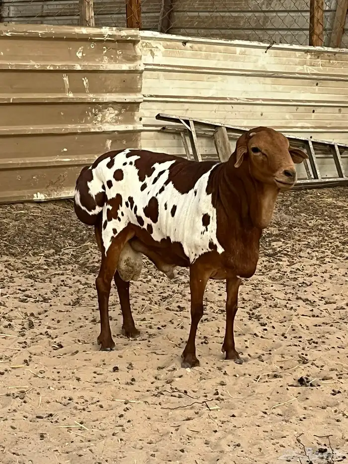 فحل بربري 2