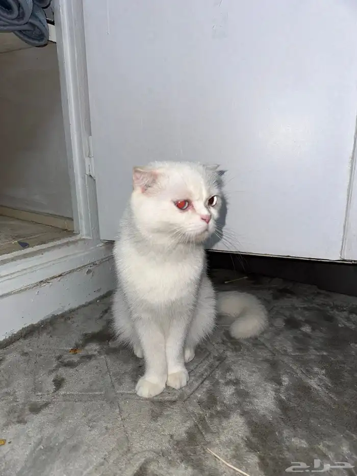 بسس اسكتش لتبني 2