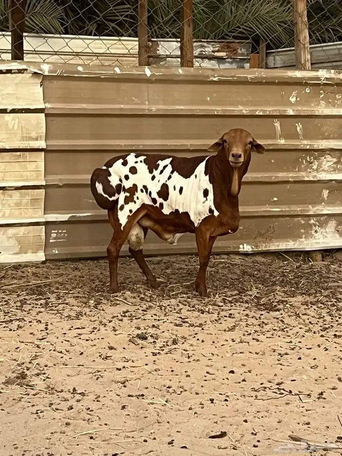 فحل بربري 0