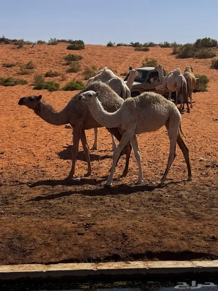 البيع بكره عمره خمس شهور وعشرين يومض سالمه من جميع العذريب 1