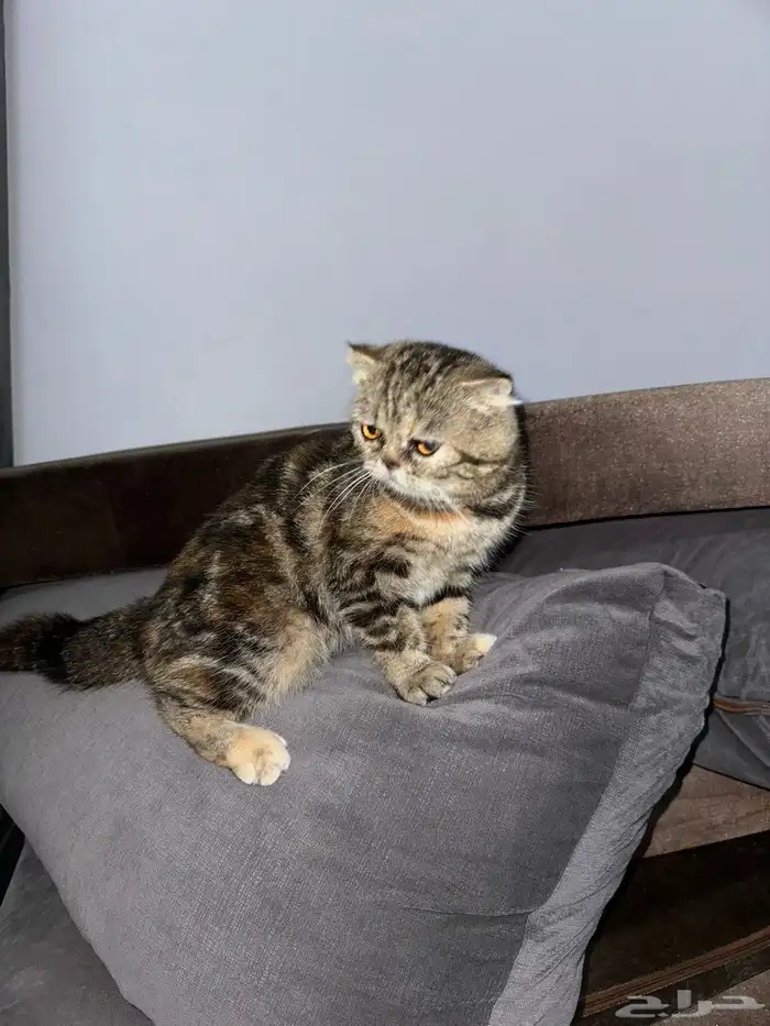 بسس اسكتش لتبني 1