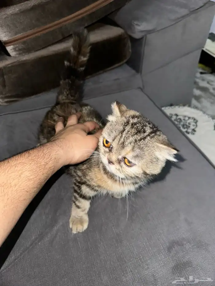 بسس اسكتش لتبني 0