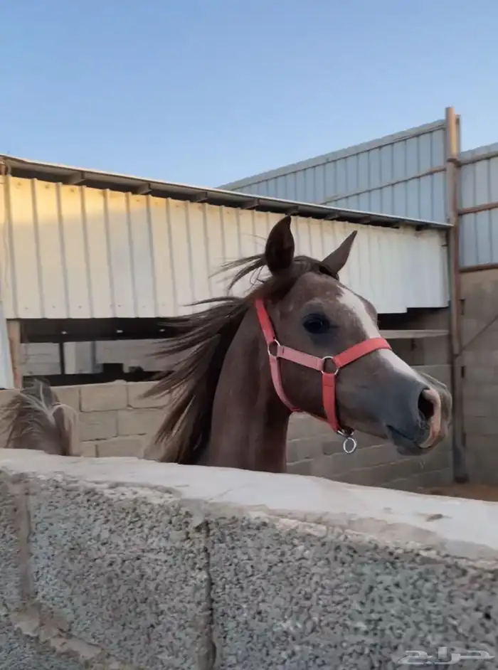 للبيع مهر شعبي والبيع سمح 0